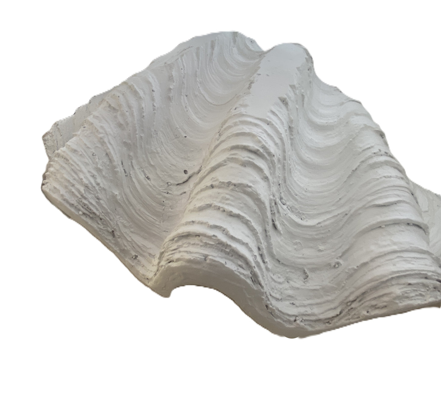 Giant Clam Shell Decorative Bowl - 41cm